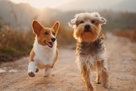 Smart Collar Tracks Pet Weight